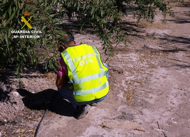 La Guardia Civil detiene a 11 personas relacionadas con el robo de almendras en fincas de la Región - 1, Foto 1