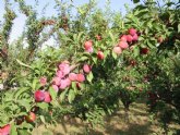 Agricultura destaca el incremento de las exportaciones de fruta de hueso y uva de mesa hacia nuevos mercados
