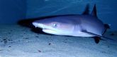 Nace una nueva cría de tiburón en el Acuario de la Universidad de Murcia