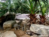 Las praderas de Terra Natura Murcia albergan el nacimiento de cuatro cras de suricata