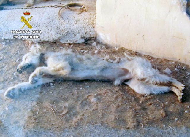 La Guardia Civil detiene a un pastor como presunto responsable de la muerte de un perro y la desnutrición de otro - 1, Foto 1