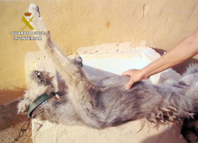 La Guardia Civil detiene a un pastor como presunto responsable de la muerte de un perro y la desnutrición de otro - 2, Foto 2