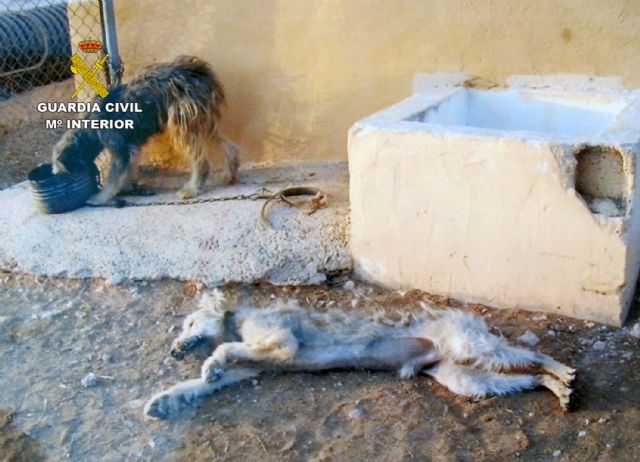La Guardia Civil detiene a un pastor como presunto responsable de la muerte de un perro y la desnutrición de otro - 3, Foto 3