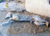 La Guardia Civil detiene a un pastor como presunto responsable de la muerte de un perro y la desnutricin de otro