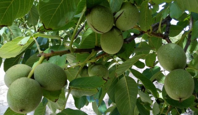 Agricultura muestra al sector las variedades más rentables para realizar plantaciones comerciales de nogal en el Noroeste - 1, Foto 1