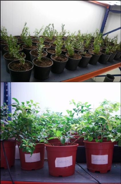 Tesis sobre reutilización de aguas depuradas en plantas ornamentales - 1, Foto 1