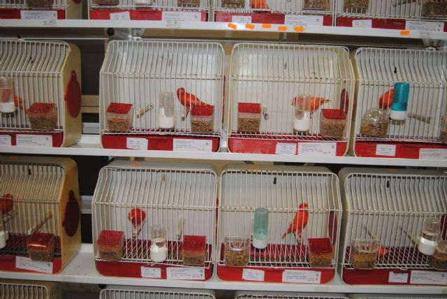 Más de 400 pájaros se citan esta semana en el Concurso Ornitológico - 2, Foto 2