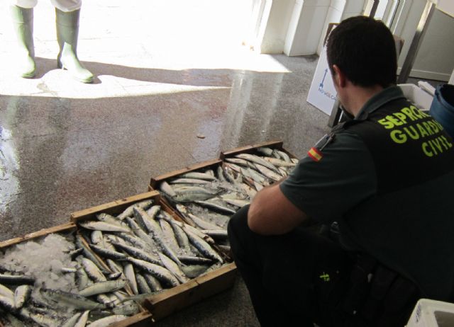 La Guardia Civil decomisa 178 kilos de pescado procedente de capturas furtivas - 3, Foto 3