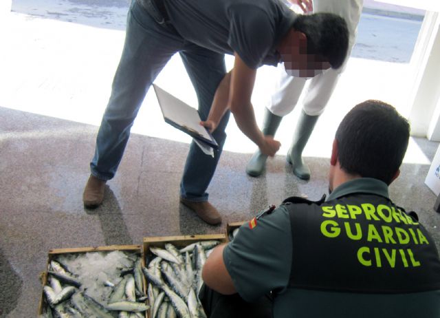 La Guardia Civil decomisa 178 kilos de pescado procedente de capturas furtivas - 5, Foto 5