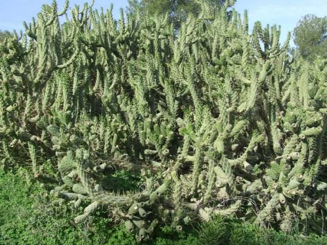Medio Ambiente desarrolla una campaña divulgativa para la erradicación de especies de flora exótica invasora en El Valle - 1, Foto 1
