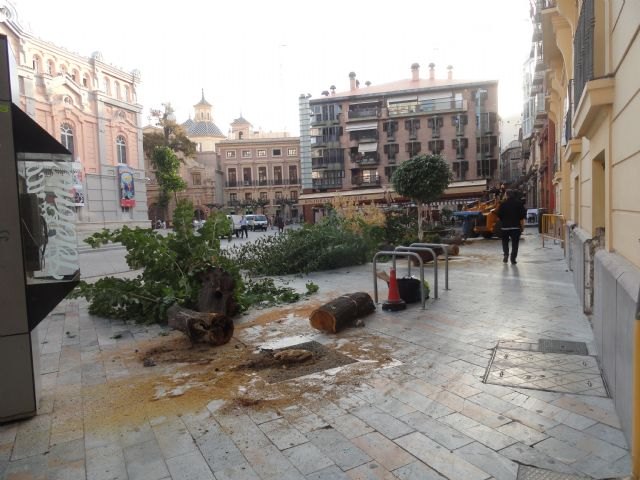 El Grupo Socialista pide explicaciones por la tala de moreras en la Plaza del Romea - 1, Foto 1