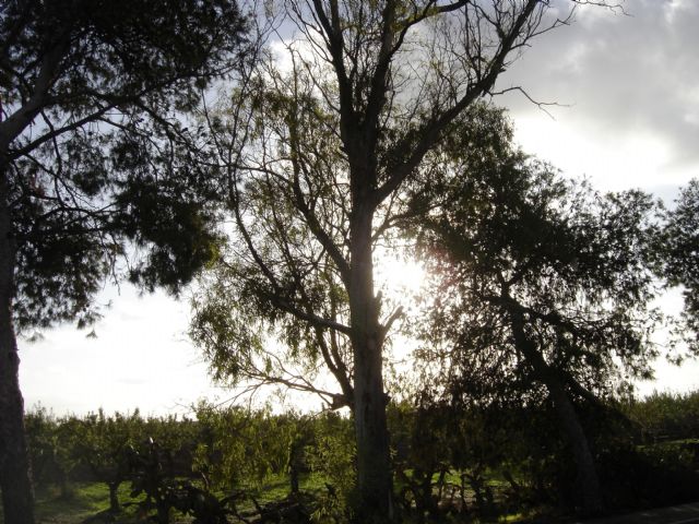 SPCT denuncia la peligrosidad de árboles secos de grandes dimensiones en la N-301 - 1, Foto 1