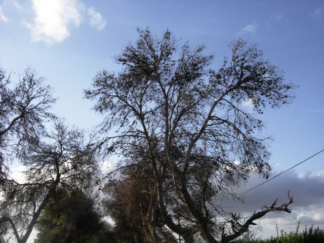SPCT denuncia la peligrosidad de árboles secos de grandes dimensiones en la N-301 - 3, Foto 3
