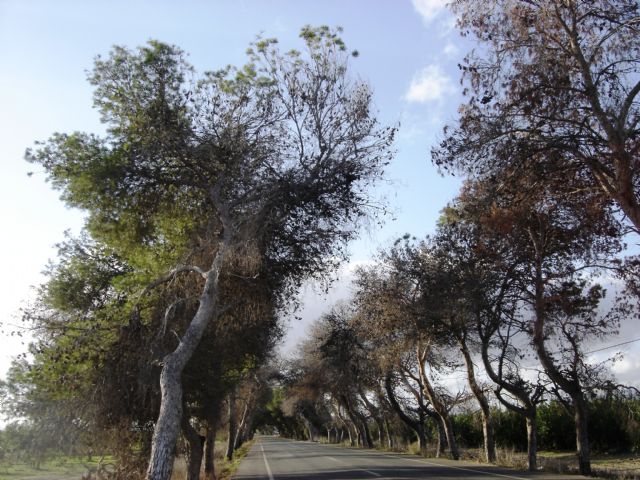 SPCT denuncia la peligrosidad de árboles secos de grandes dimensiones en la N-301 - 4, Foto 4