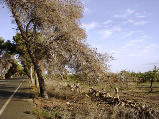 SPCT denuncia la peligrosidad de árboles secos de grandes dimensiones en la N-301 - 5, Foto 5