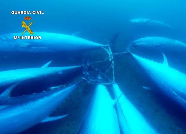 La Guardia Civil e inspectores del MAGRAMA decomisan siete toneladas de atún rojo en un caladero de San Pedro del Pinatar - 3, Foto 3