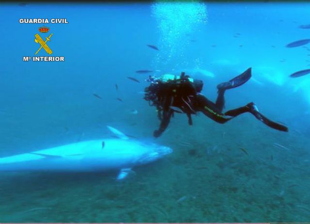 La Guardia Civil e inspectores del MAGRAMA decomisan siete toneladas de atún rojo en un caladero de San Pedro del Pinatar - 4, Foto 4