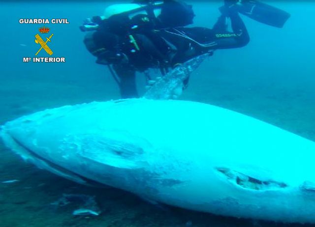 La Guardia Civil e inspectores del MAGRAMA decomisan siete toneladas de atún rojo en un caladero de San Pedro del Pinatar - 5, Foto 5