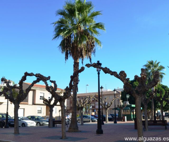 El Ayuntamiento de Alguazas acomete la poda de un millar de moreras del municipio - 3, Foto 3