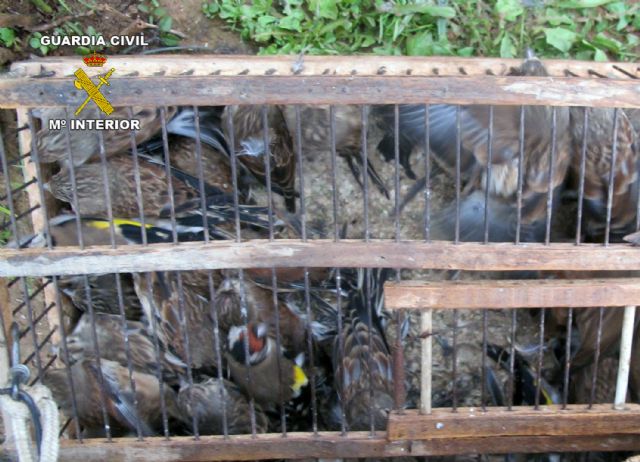 La Guardia Civil decomisa más de medio centenar de aves fringílidas capturadas furtivamente - 1, Foto 1