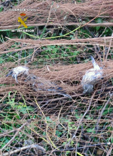 La Guardia Civil decomisa más de medio centenar de aves fringílidas capturadas furtivamente - 2, Foto 2