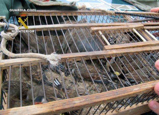 La Guardia Civil decomisa más de medio centenar de aves fringílidas capturadas furtivamente - 4, Foto 4