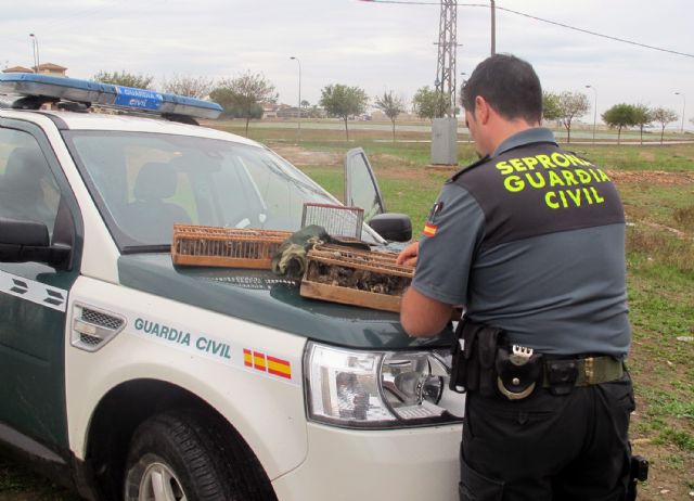La Guardia Civil decomisa más de medio centenar de aves fringílidas capturadas furtivamente - 5, Foto 5