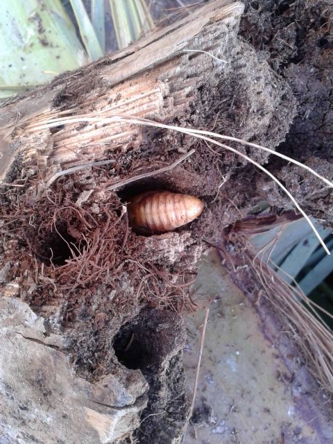 Medio Ambiente adopta todas las medidas preventivas contra el Picudo a pesar de la propagación de la plaga - 1, Foto 1