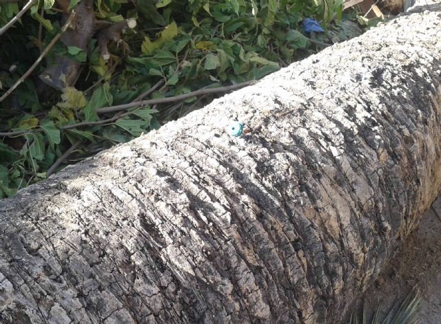 Medio Ambiente adopta todas las medidas preventivas contra el Picudo a pesar de la propagación de la plaga - 2, Foto 2