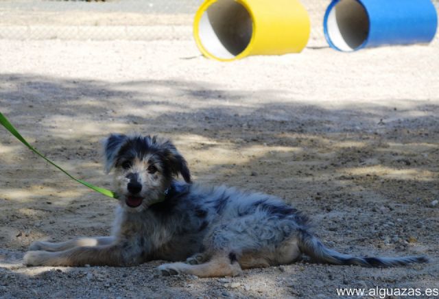 Alguazas estrena su primer pipicán en el Parque San Rafael - 1, Foto 1