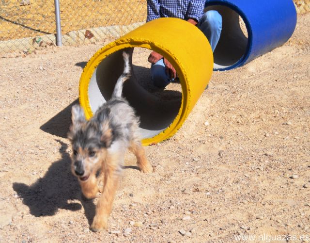 Alguazas estrena su primer pipicán en el Parque San Rafael - 4, Foto 4