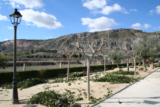 Parques y Jardines trabaja en la campaña de poda y cuidados del arbolado previa al invierno - 1, Foto 1