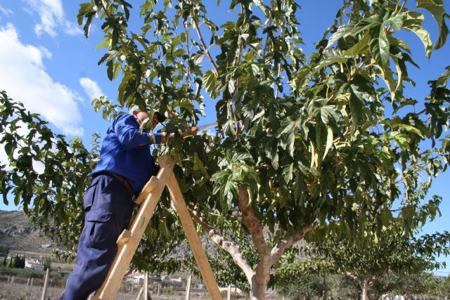 Parques y Jardines trabaja en la campaña de poda y cuidados del arbolado previa al invierno - 4, Foto 4
