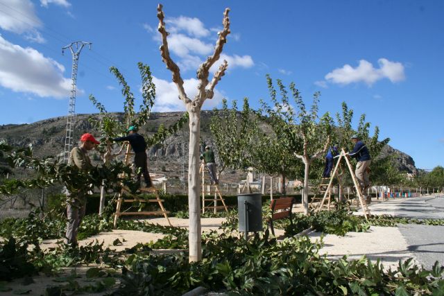 Parques y Jardines trabaja en la campaña de poda y cuidados del arbolado previa al invierno - 5, Foto 5