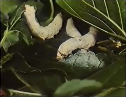 Cultura programa mañana en la Filmoteca Regional una sesión de cine amateur murciano - 2, Foto 2