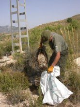 La Regin de Murcia expone en un congreso internacional las acciones desarrolladas para evitar la muerte de aves protegidas
