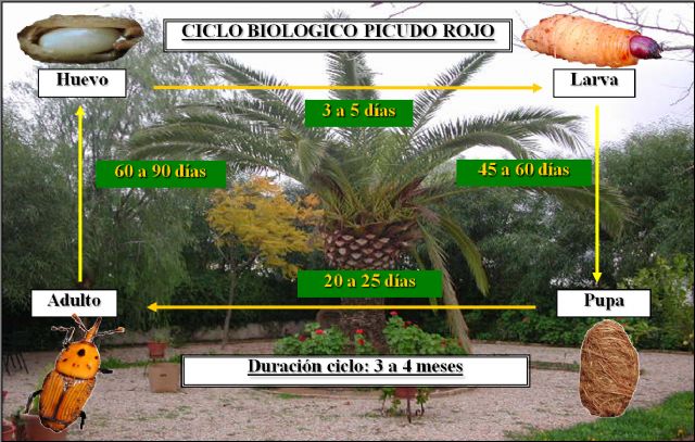 Sanidad Vegetal aconseja extremar las precauciones con las palmeras para evitar la propagación del 'picudo rojo' - 1, Foto 1