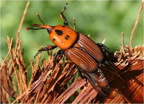 Sanidad Vegetal aconseja extremar las precauciones con las palmeras para evitar la propagación del 'picudo rojo' - 2, Foto 2