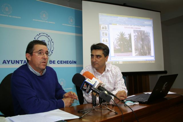 Sanidad Vegetal aconseja extremar las precauciones con las palmeras para evitar la propagación del 'picudo rojo' - 3, Foto 3