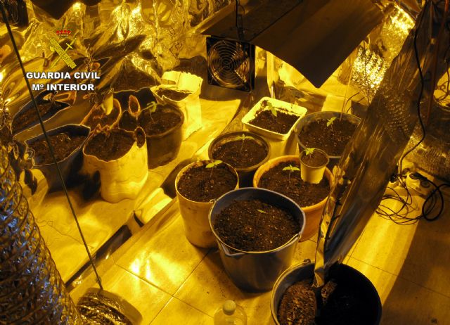 La Guardia Civil desmantela dos puntos de venta de marihuana en San Javier - 4, Foto 4