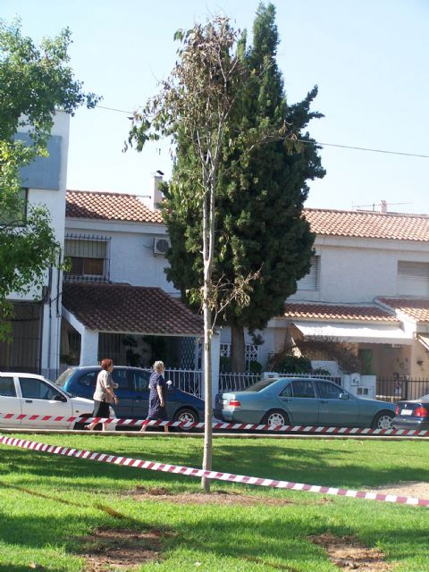 El Parque de la Constitución torreño ya cuenta con su nuevo arbolado - 1, Foto 1