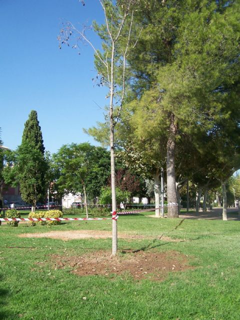 El Parque de la Constitución torreño ya cuenta con su nuevo arbolado - 2, Foto 2
