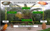 Sanidad Vegetal aconseja extremar las precauciones con las palmeras para evitar la propagación del 'picudo rojo'