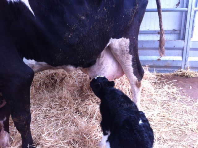 Nacen dos terneras gemelas en la Granja Docente Veterinaria de la Universidad de Murcia - 1, Foto 1