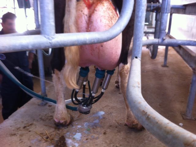 Nacen dos terneras gemelas en la Granja Docente Veterinaria de la Universidad de Murcia - 2, Foto 2