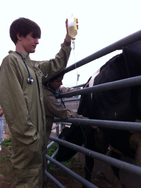 Nacen dos terneras gemelas en la Granja Docente Veterinaria de la Universidad de Murcia - 4, Foto 4