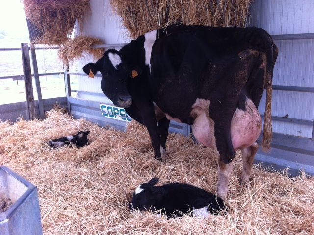 Nacen dos terneras gemelas en la Granja Docente Veterinaria de la Universidad de Murcia - 5, Foto 5