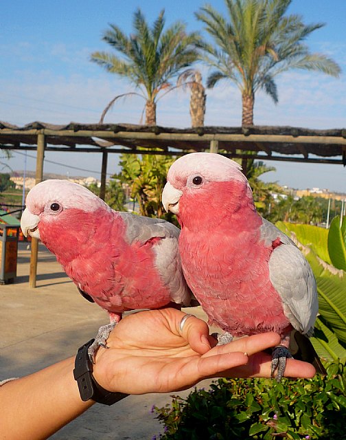 Terra Natura Murcia crea un taller de adiestramiento para fomentar el respeto hacia los animales - 2, Foto 2