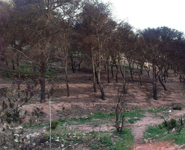SPCT exige una reforestación del espacio natural del Barranco del Feo afectado por varios incendios - 1, Foto 1