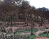 SPCT exige una reforestacin del espacio natural del Barranco del Feo afectado por varios incendios